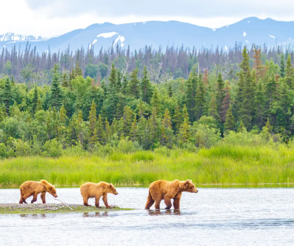 Alaska skyline with bears