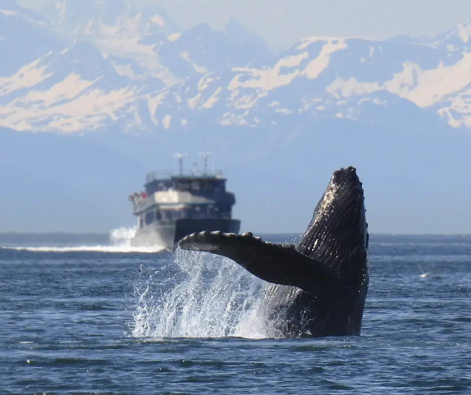 Alaska skyline with whales